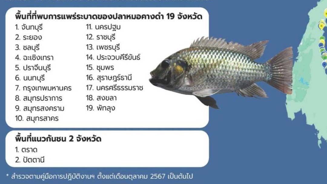 ‘กรมประมง’ชี้‘ปลาหมอคางดำ’ลดลงชัดเจน สะท้อนผลสำเร็จมาตรการบูรณาการทั่วประเทศ