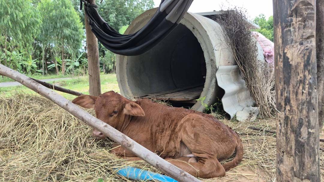 ‘เจ้าบังเกอร์’ลูกวัวน้อยขี้เล่น ความน่ารักบนความตึงเครียดชายแดนไทย-กัมพูชา