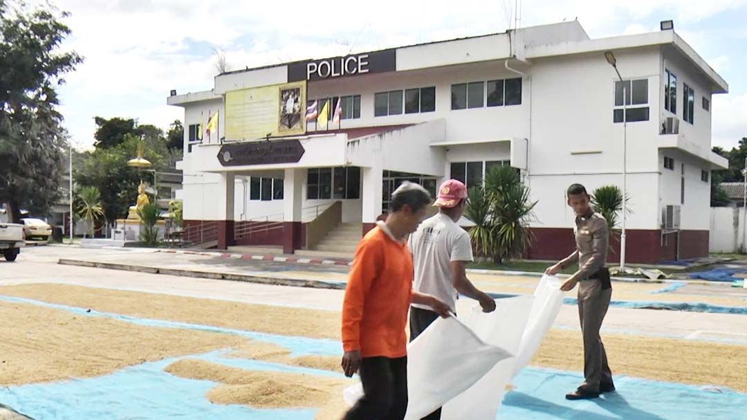 ‘สภ.โคกกระชาย’โรงพักชายแดน เปิดลานด้านหน้าให้ชาวนาตากข้าว