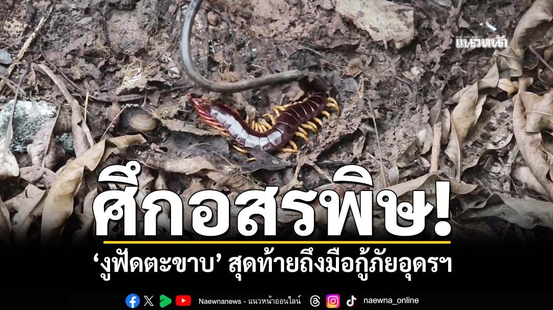 ศึกอสรพิษ!‘งูบู๊ตะขาบ’ สุดท้ายไม่พ้นมือกู้ภัยอุดรธานี