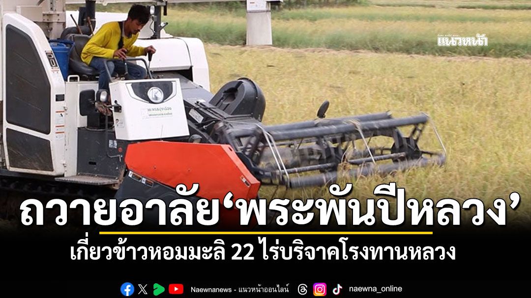 สำนึกในพระมหากรุณาธิคุณ หนุ่มสุรินทร์เกี่ยวข้าวหอมมะลิ 22 ไร่ บริจาคโรงทานหลวง