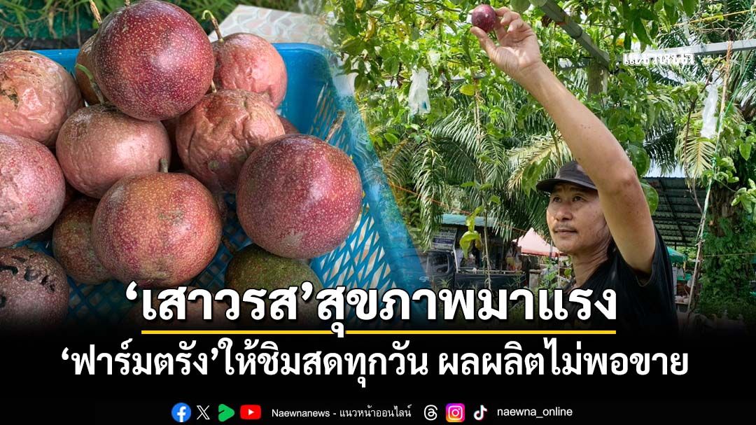 ‘เสาวรส’สุขภาพมาแรง ‘ฟาร์มตรัง’ปลูก 5 สายพันธุ์นำเข้า ให้ชิมสดทุกวัน ผลผลิตไม่พอขาย