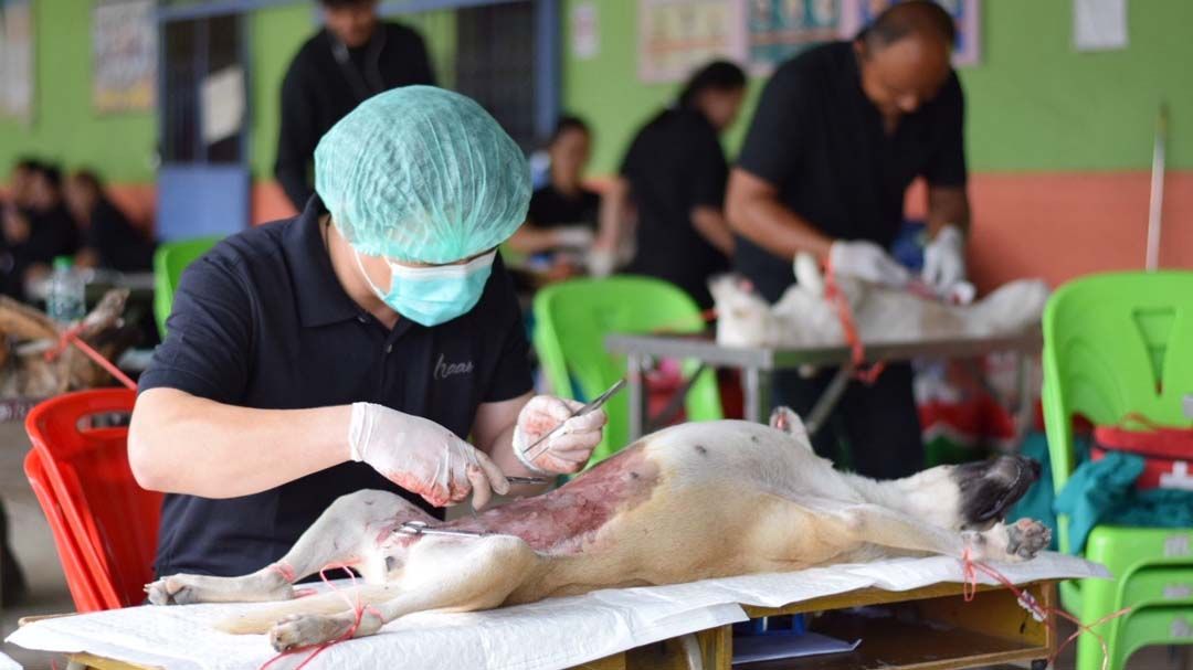 ‘ปศุสัตว์ชัยภูมิ’ลงพื้นที่ภูเขียว ผ่าตัดทำหมันฟรี ควบคุมประชากรสุนัข-แมว