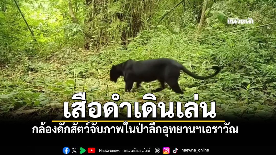 อุทยานฯเอราวัณพบ'เสือดำ'เดินผ่านกล้องดักสัตว์ นทท.ไม่ต้องกลัวเพราะอยู่กลางป่าลึก