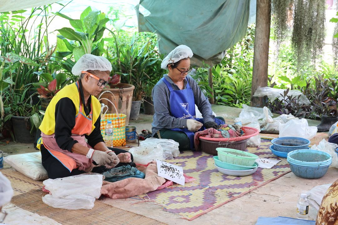 รายงานพิเศษ : แปรรูป ‘ลูกอ๊อด’ หนุนวิสาหกิจชุมชน ยกระดับสินค้าท้องถิ่นสู่ตลาดอาเซียน