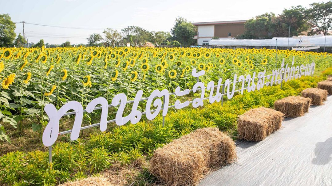 สายคอนเทนต์ห้ามพลาด! ซีพีแรมชวนเติมความสุขรับลมหนาวเช็คอินทุ่งทานตะวัน 5 ไร่ใกล้กรุงเทพเพียง 45 นาที