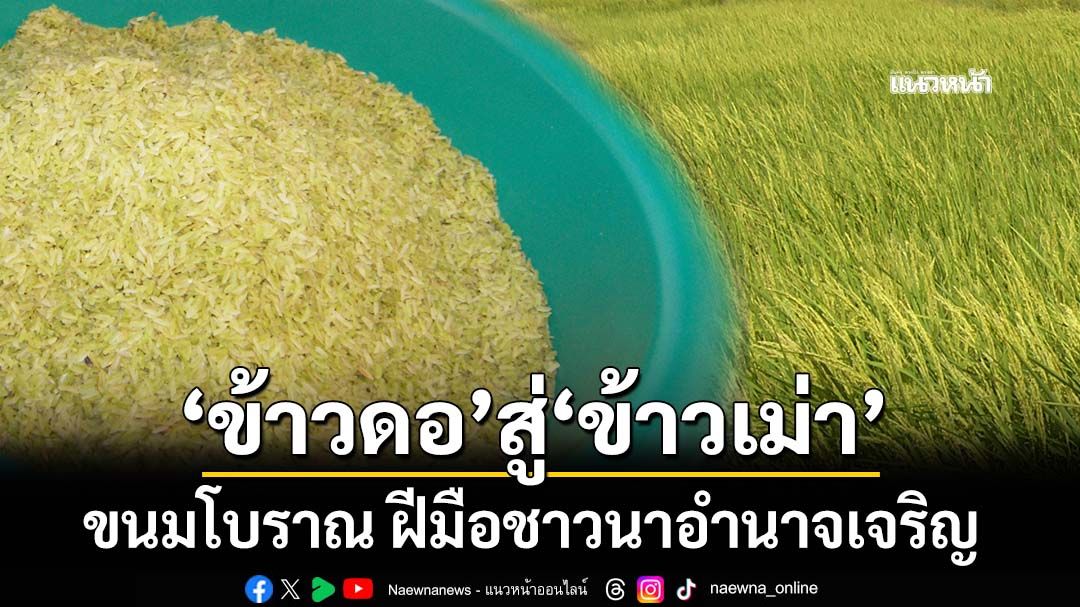 วางขายแล้ว! จาก‘ข้าวดอ’สู่‘ข้าวเม่า’ ขนมโบราณ ฝีมือชาวนาอำนาจเจริญ