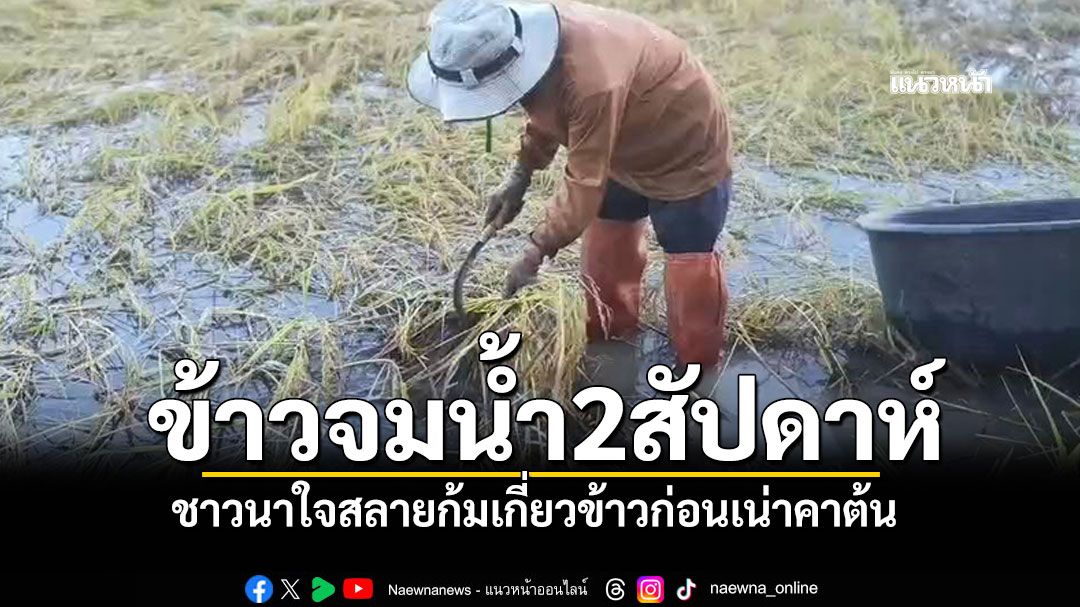 ชาวนาพะเยาใจสลาย ข้าวจมน้ำ2อาทิตย์ ลุยเก็บเกี่ยวก่อนเน่าคาต้น