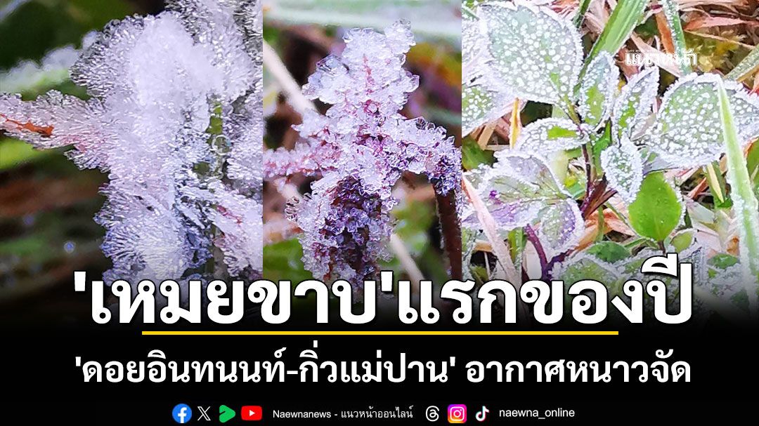 ปรากฏการณ์ 'เหมยขาบ' แรกของปี 'ดอยอินทนนท์-กิ่วแม่ปาน' อากาศหนาวจัด