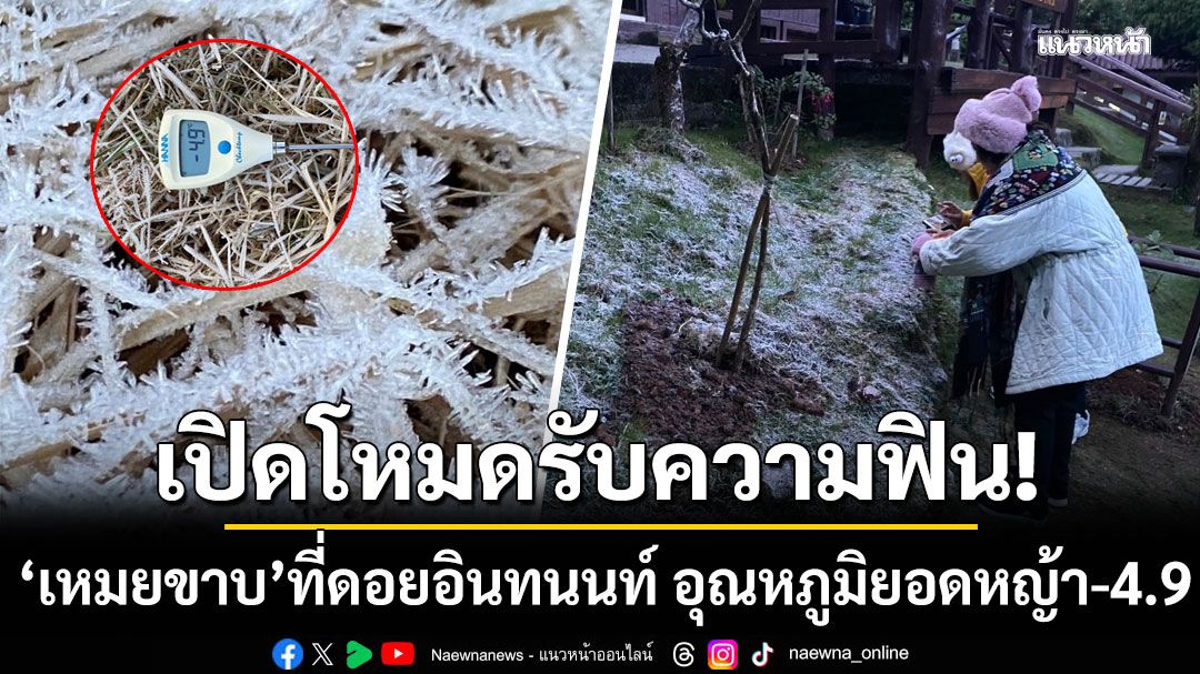 เปิดโหมดรับความฟิน! เผยภาพเหมยขาบ ที่ดอยอินทนนท์ อุณหภูมิยอดหญ้า -4.9