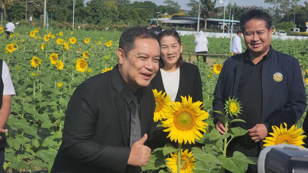 CPRAMปทุมฯเปิดทุ่งทานตะวัน บานสะพรั่งรับลมหนาว ครั้งที่ 6