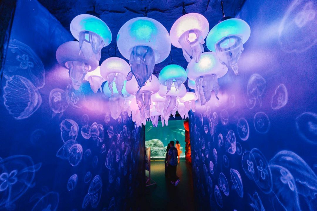 ฉลองครบรอบ 20 ปี 'ซีไลฟ์ แบงคอก' จัดแสดงโชว์ใต้น้ำสุดงดงาม 'Dive Into the Water Dance Show!'