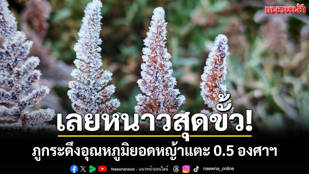 เลยหนาวสุดขั้ว! ภูกระดึงอุณหภูมิยอดหญ้าแตะ 0.5 องศาฯเกิดแม่คะนิ้งครั้งแรกของปี