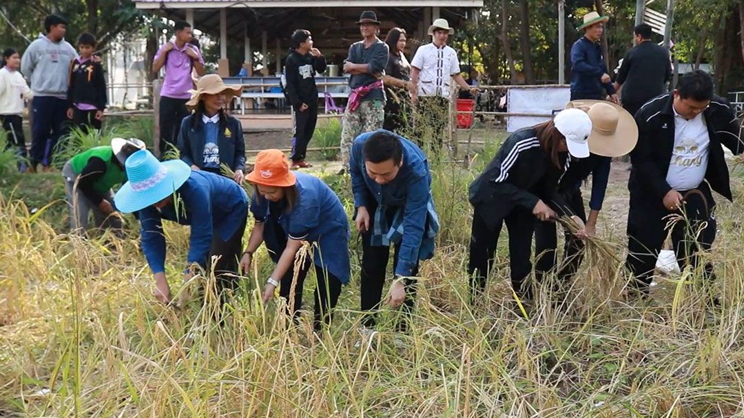 รร.พุทไธสง จัดกิจกรรม ลุยนาลงแขกเกี่ยวข้าว  ฟื้นภูมิปัญญาท้องถิ่น