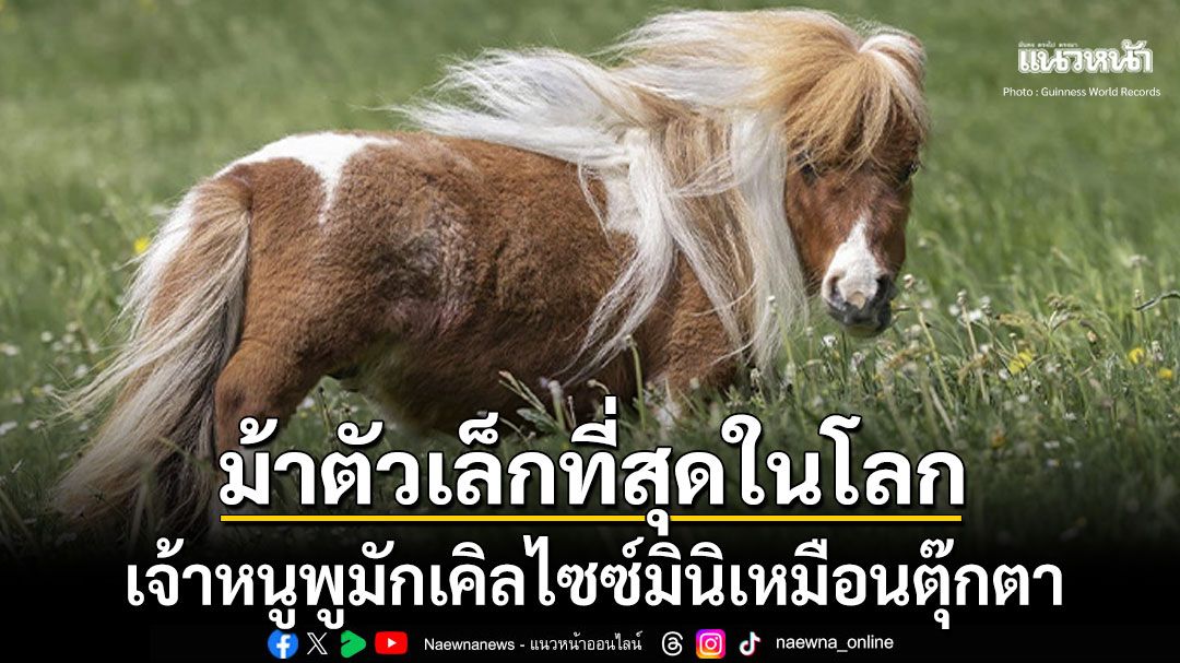 ส่องความน่ารัก เจ้าหนูพูมักเคิลม้าไซซ์มินิ เจ้าของตำแหน่งม้าตัวเล็กที่สุดในโลก
