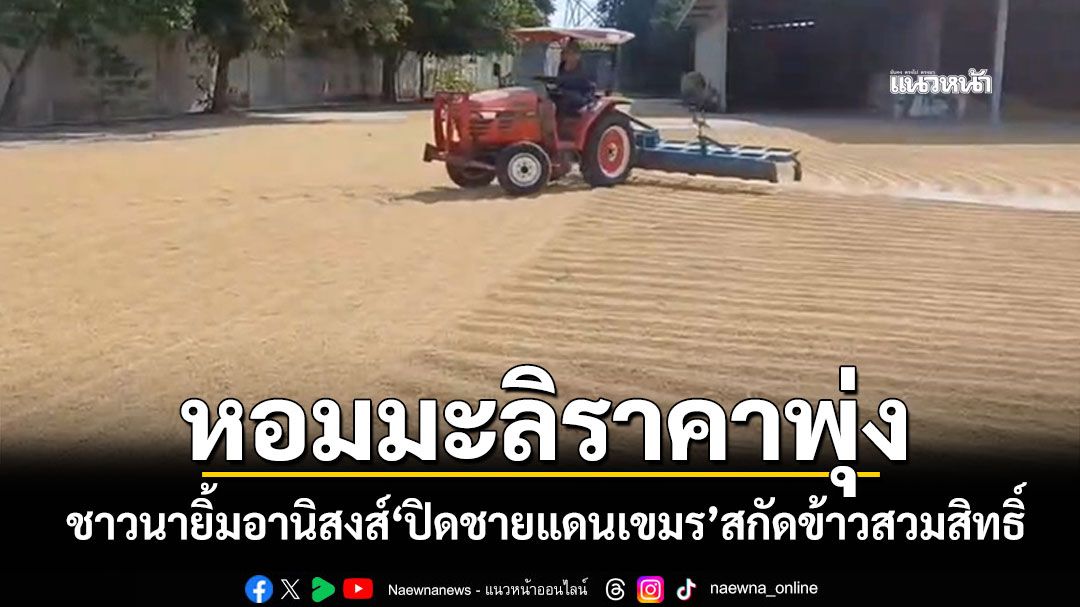 ชาวนาชัยภูมิยิ้มกว้าง! ข้าวหอมมะลิเกี่ยวสดพุ่งแตะ 13.50 บาท สูงสุดรอบหลายปี