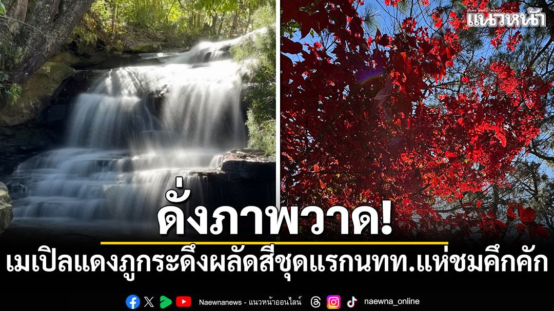 ดั่งภาพวาด! เมเปิลแดงภูกระดึงผลัดสีชุดแรก นักท่องเที่ยวแห่ชมคึกคัก