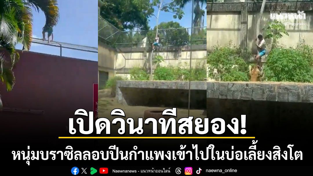 เปิดคลิปสยอง หนุ่มบราซิลปีนกำแพงสูง20ฟุตเข้าไปในบ่อเลี้ยงสิงโต ก่อนถูกขย้ำจนเสียชีวิต