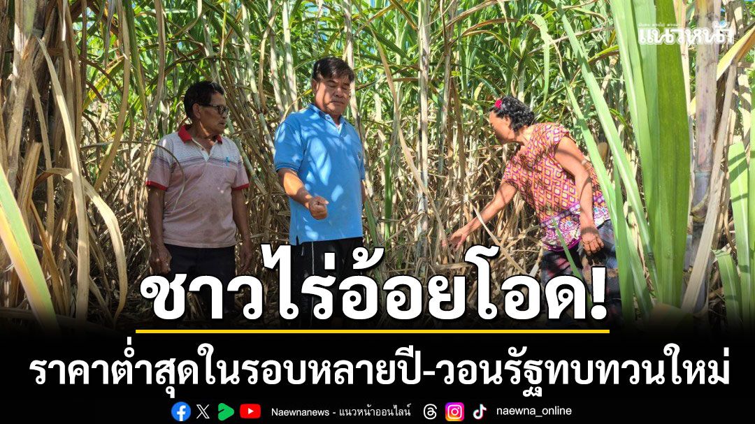 ชาวไร่อ้อยบุรีรัมย์โอด! ราคาต่ำสุดในรอบหลายปี วอนรัฐทบทวนไม่ต่ำกว่า 1,200 บาท
