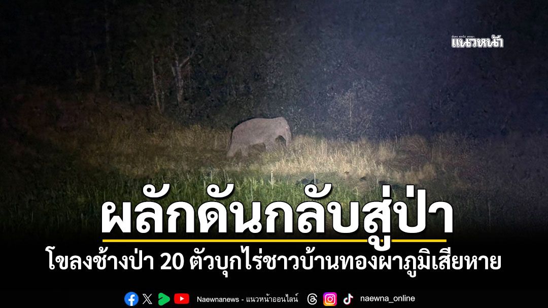 จนท.อุทยานฯลำคลองงู เร่งผลักดันโขลงช้างป่า ออกจากพื้นที่เกษตรทองผาภูมิ