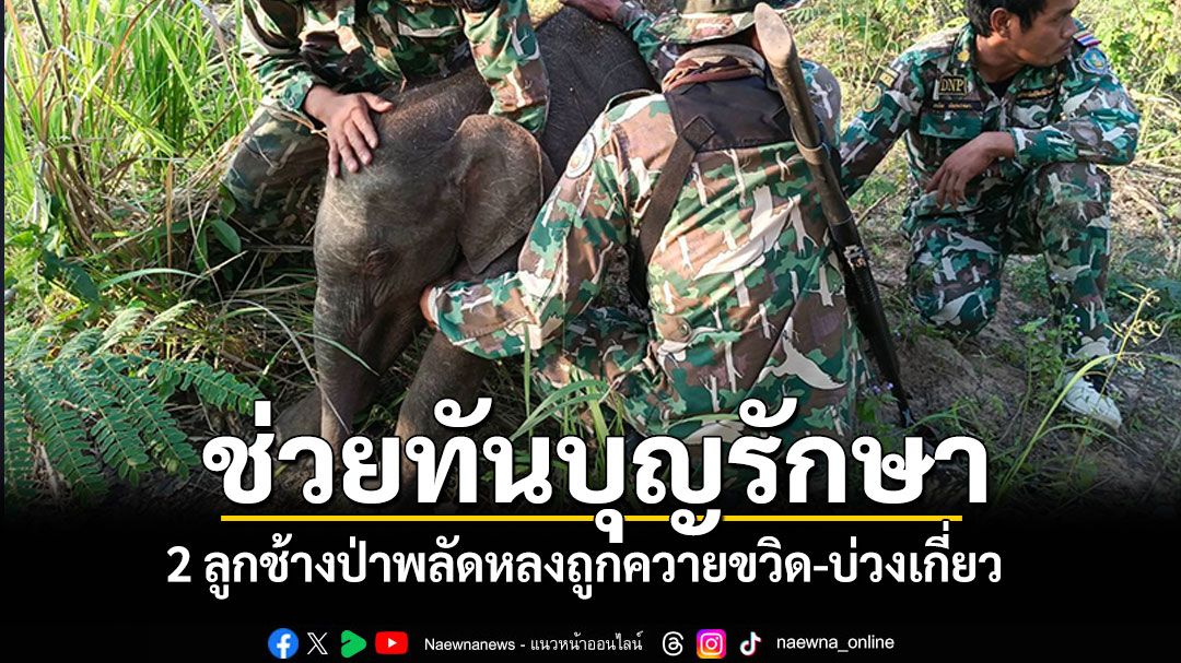 บุญรักษา! จนท.ช่วยทันเวลา 2 ลูกช้างพลัดหลง 'ตัวแรกถูกควายเผือกขวิด-อีกตัวติดบ่วง'