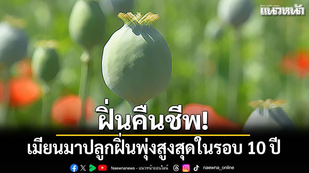 ยูเอ็นชี้ เมียนมาปลูกฝิ่นพุ่งสูงสุดในรอบ 10 ปี