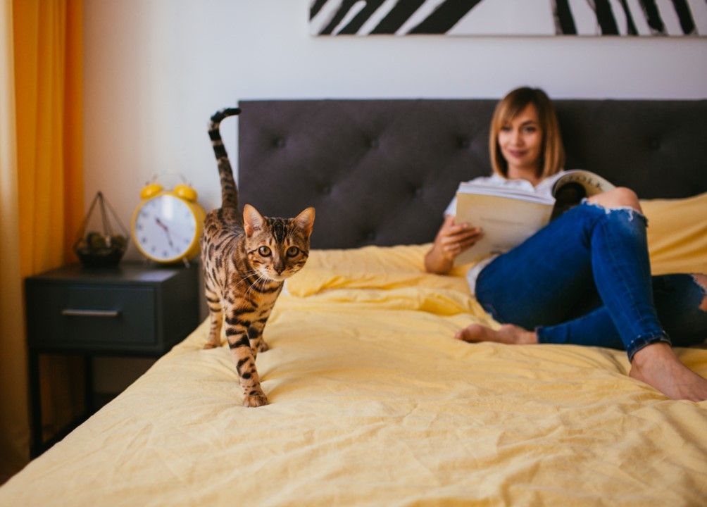 ชี้เป้า 3 ที่พักสัตว์เลี้ยงเข้าได้ที่สมุย สุขกันทั้งครอบครัว