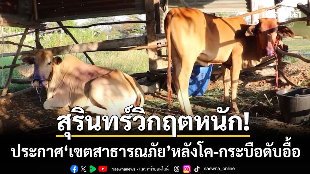 สุรินทร์วิกฤต! ประกาศ 6 อำเภอ ‘เขตสาธารณภัย’ หลังโค-กระบือดับพุ่ง 900 ตัว