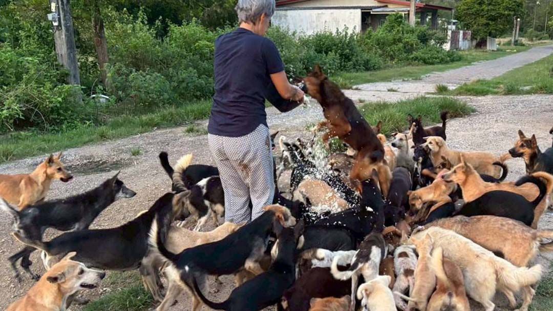 ฟื้นฟูสวัสดิภาพสัตว์หลังน้ำท่วมภาคใต้