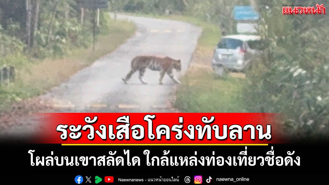'ทับลาน' แจ้งเตือนนักท่องเที่ยวระวังเสือโคร่งโผล่บนเขาสลัดไดใกล้แหล่งท่องเที่ยวชื่อดัง