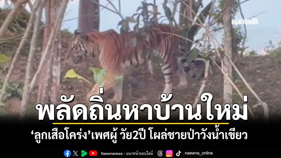 จับตา'เสือโคร่ง'ทับลานวัย2ปี พลัดถิ่นหาบ้านใหม่ โผล่ชายป่าวังน้ำเขียว คาดถูกเสือตัวผู้เต็มวัยไล่