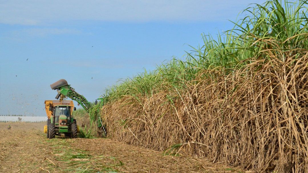 3 สมาคมโรงงานน้ำตาลยันอ้อยไม่ใช่จำเลยสังคมปม PM2.5