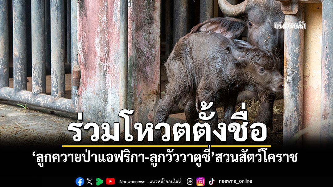 สมาชิกใหม่สวนสัตว์โคราช \'ลูกควายป่าแอฟริกา-ลูกวัววาตูซี่\'