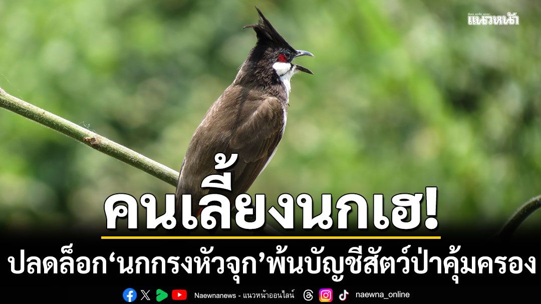 คนเลี้ยงนกเฮ! มีมติปลดล็อก​ นกกรงหัวจุก พ้นบัญชี​สัตว์ป่า​คุ้มครอง​ เพาะเลี้ยง​ได้