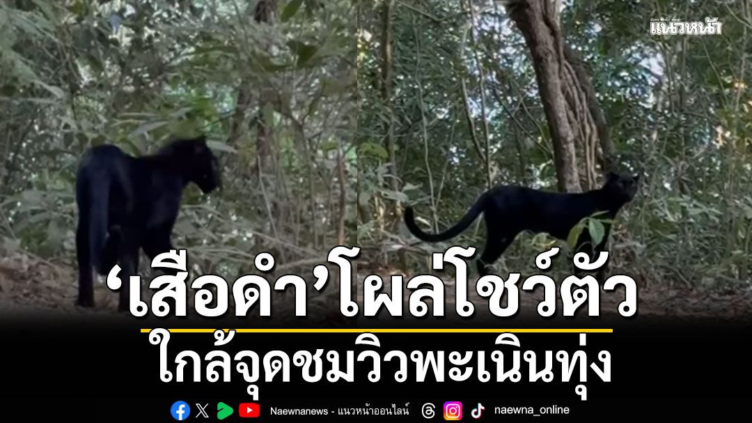 พบเสือดำแก่งกระจานโผล่โชว์ตัว ใกล้จุดชมวิวพะเนินทุ่ง (คลิป)
