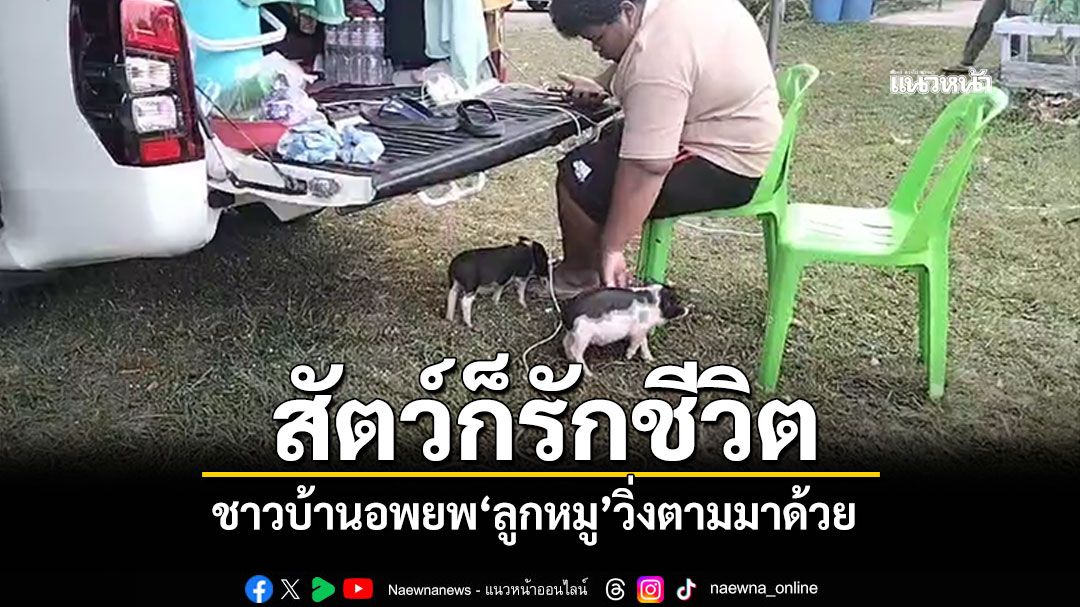 สัตว์ก็รักชีวิต! ลูกหมูวิ่งอพยพพร้อมกับชาวบ้าน จึงจับขึ้นรถมาด้วย