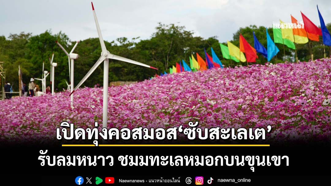 ‘ชัยภูมิ’เปิดทุ่งคอสมอส‘ซับสะเลเต’ รับลมหนาวบนขุนเขา ดึงนักท่องเที่ยวปลายปี