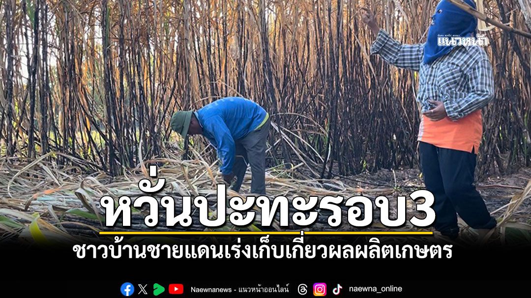 หวั่นปะทะรอบ3! ชาวบ้านชายแดน เร่งเก็บเกี่ยวผลผลิตการเกษตร