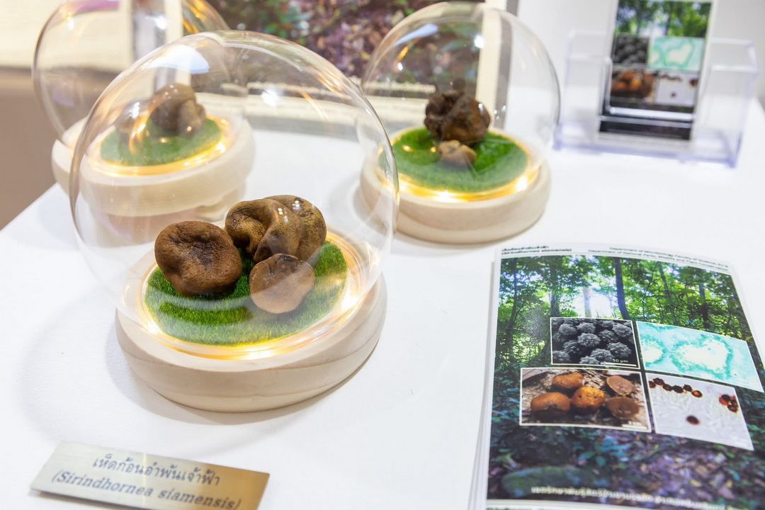 นักวิจัย ม.เกษตรฯ ค้นพบสิ่งมีชีวิตใหม่ของโลก ได้รับพระราชทานชื่อจากกรมสมเด็จพระเทพฯ เนื่องในโอกาสทรงเจริญพระชนมายุ 70 พรรษา