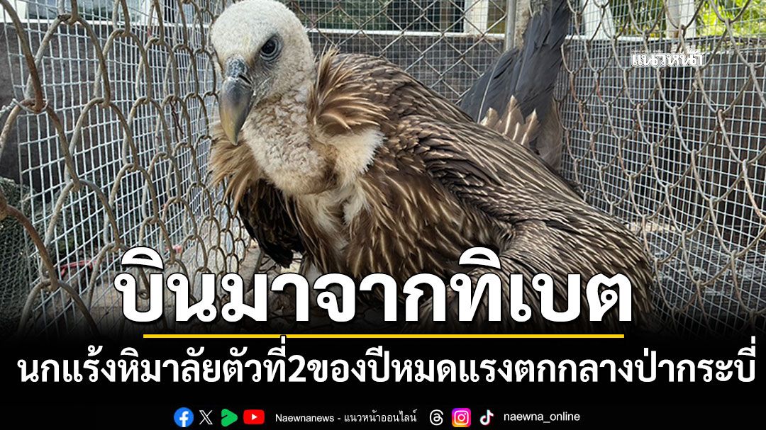 พบนกแร้งหิมาลัยตัวที่2ของปี พลัดตกกลางป่ากระบี่ หลังบินหนีหนาวจากทิเบต มุ่งหน้าอินโดฯ