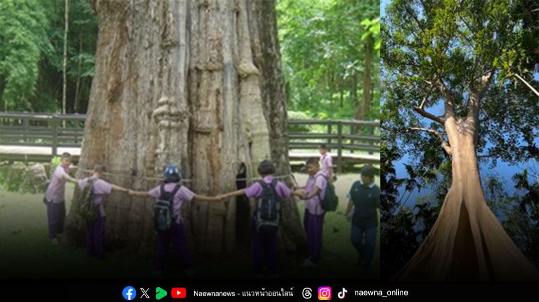 บทความพิเศษ : ‘นิทานแห่งความดี’ ต้นสักใหญ่ที่ช่างไม้เมิน