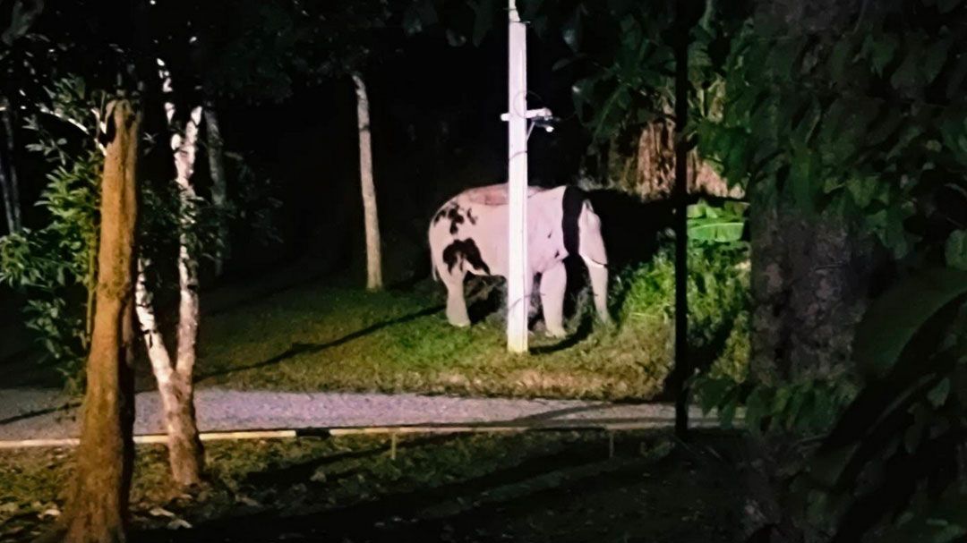 ปิดน้ำตกนางครวญ! ‘เจ้าเปรี้ยวง ช้างป่าหัวแข็งยกพวกถล่มลานกางเต็นท์ไล่ไม่ไป-พังป้อมยับ