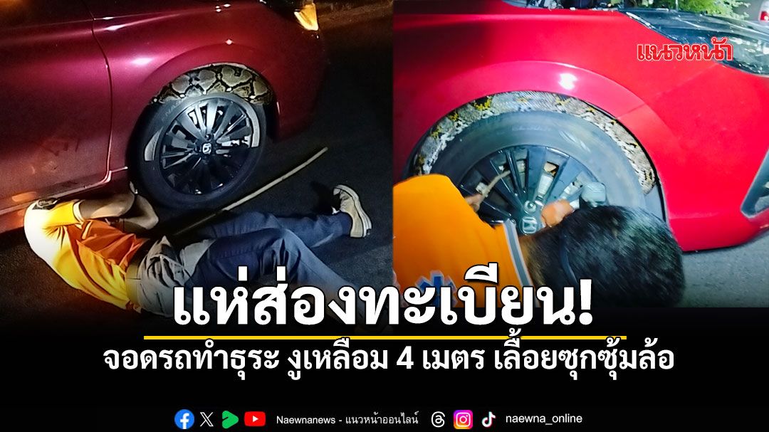 สาวช็อก! จอดรถทำธุระ เจอแขกไม่ได้รับเชิญ \'งูเหลือม 4 เมตร\' เลื้อยซุกซุ้มล้อ