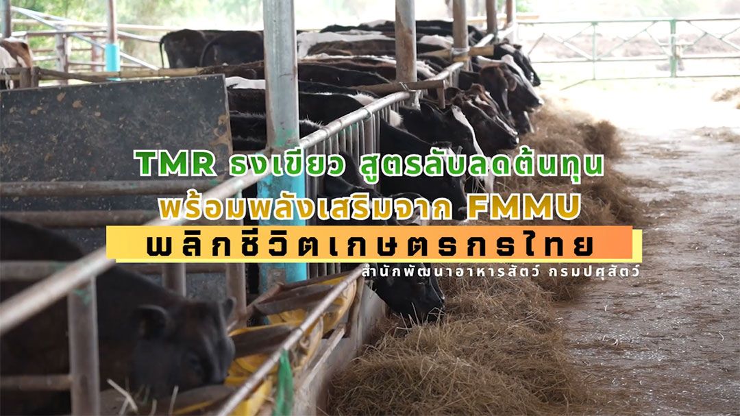 'ลดต้นทุนฝ่าวิกฤตอาหารสัตว์แพง' 'กรมปศุสัตว์'ดัน TMR ธงเขียว-FMMU ช่วยเกษตรกรเพิ่มรายได้