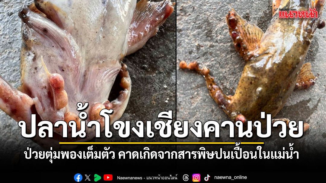 พบปลาแม่น้ำโขงเชียงคาน ป่วยตุ่มเต็มตัวผิดปกติ คาดเกิดจากสารพิษปนเปื้อนในแม่น้ำ