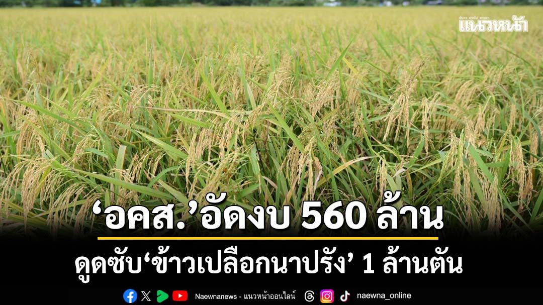 พยุงราคา!‘อคส.’อัดงบ 560 ล้าน ดูดซับ‘ข้าวเปลือกนาปรัง’ 1 ล้านตัน