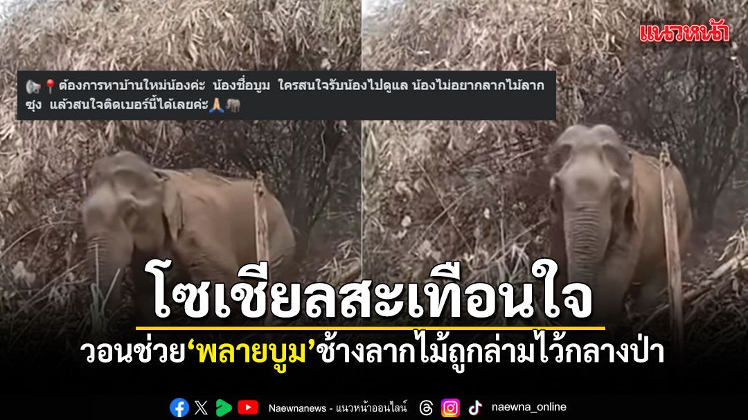 โซเชียลสะเทือนใจ วอนช่วย พลายบูม ช้างลากไม้ถูกล่ามไว้กลางป่า เจ้าของป่วยดูแลไม่ไหว