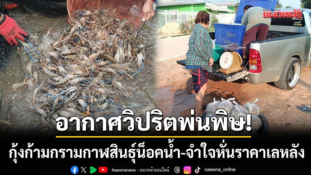 อากาศวิปริตพ่นพิษ! กุ้งก้ามกรามกาฬสินธุ์น็อคน้ำพุ่ง 200 กก. จำใจหั่นราคาเลหลัง