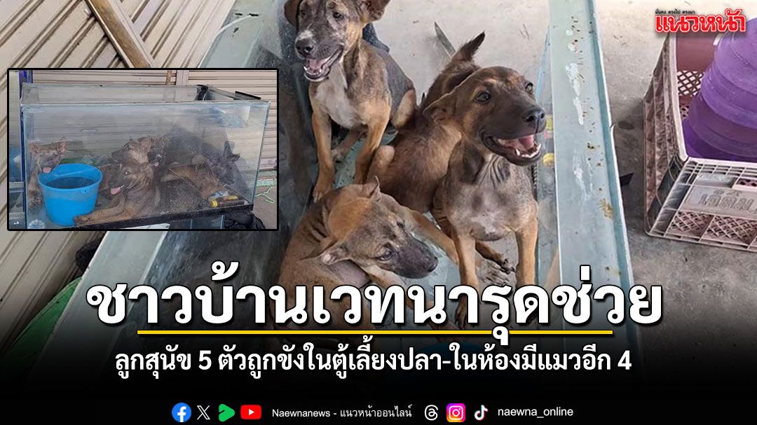 ชาวบ้านเวทนา รุดช่วยสุนัข 5 ตัวถูกขังในตู้เลี้ยงปลา ในห้องเช่ามีแมวอีก 4