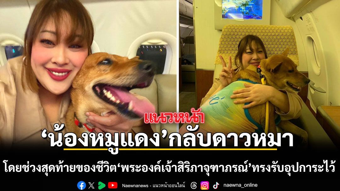 น้องหมูแดง หน้าร้านสะดวกซื้อ ที่พระองค์เจ้าสิริภาจุฑาภรณ์ ทรงอุปการะ จากไปกระทันหัน